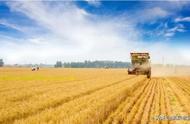 中早熟高产小麦品种排行榜（2022年十大高产小麦品种介绍）