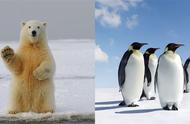 企鹅在北极还是在南极（北极有企鹅吗）