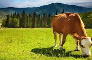牛一般有四个胃哪个是真正的胃（牛的胃哪个是真正的胃）