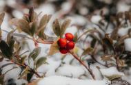 为什么南半球不下雪（南半球国家冬天下雪吗）