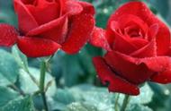 玫瑰花的种植方法及养护（花店买的玫瑰花怎么养）