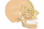 一般三叉神经痛位置图（三叉神经痛痛点位置图）