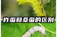 柞蚕的生物学特性（柞蚕的优点）