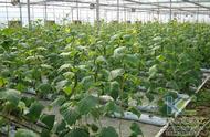 大棚西瓜最新种植技术（春季大棚西瓜种植技术）