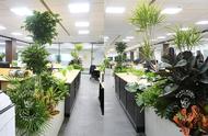 办公室植物摆放效果图（办公室植物摆放）