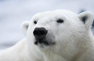 北极熊的毛是保护色吗（北极熊的毛是无色的还是有色的）