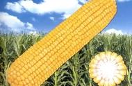 转基因玉米品种名单（登海605玉米种是转基因种子吗）