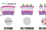 常用检测细胞凋亡的手段和原理（检测细胞凋亡的方法及原理）