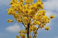 黄花风铃木介绍（黄花风铃木能长多高）