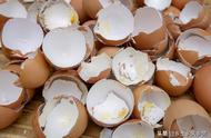 鸡蛋壳水可以做肥料吗（鸡蛋壳能当肥料用吗）