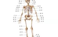 成人全身共有多少块骨骼（成人人体一共有多少块骨骼）