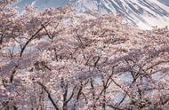 日本最佳赏樱路线（日本最便宜的赏樱方式）