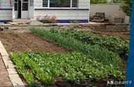 怎样用蔬菜叶子和草制作农家肥（怎样用草做农家肥料）