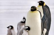 北极企鹅零下60度（企鹅在零下60度生活）