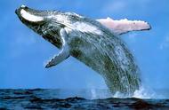 最大的鲸鱼排名（现存十大鲸鱼大小排名）