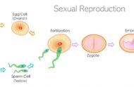 生殖方式的基本类型有哪些（有性生殖是一种什么生殖方式）