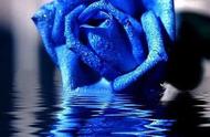 18朵蓝玫瑰花语（100朵蓝玫瑰的花语）
