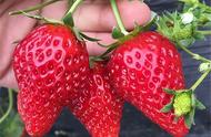 适宜露天种植的草莓品种（适合广东露天可以种植的草莓品种）