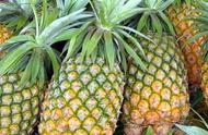 凤梨与菠萝的营养价值有什么区别（凤梨与菠萝的营养价值区别是什么）