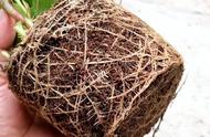 椰砖土适合养长寿花么（10-30mm的泥炭土适合种植长寿花吗）