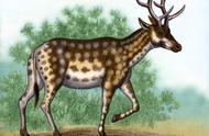 长颈鹿进化的历程（史前的长颈鹿进化到现代的长颈鹿）