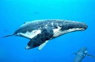 世界上海洋里面最大的动物是什么