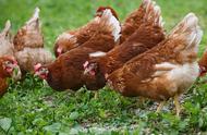 鸡的饲养方法和注意事项（鸡的饲养环境和饲养方法）