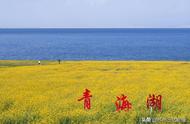 有油菜花的青海湖图片（神秘的青海湖广阔的油菜花）